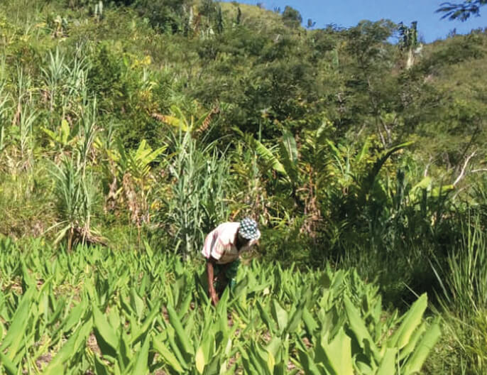 Champ agroecologie curcuma coopÃ©rative malgache Fanohana